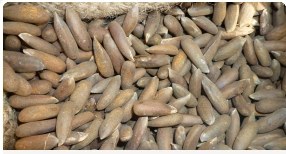 صادرات جلغوزه افغانستان به چین از طریق دهلیزهای هوایی در حال برنامه‌ریزی و توسعه است