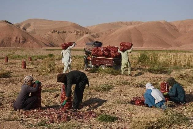 محدود شدن دسترسی به بازارهای پاکستان باعث سقوط قیمت میوه‌ها و سبزیجات افغان شده و دهقانان را با خسارات سنگین مالی مواجه ساخته است